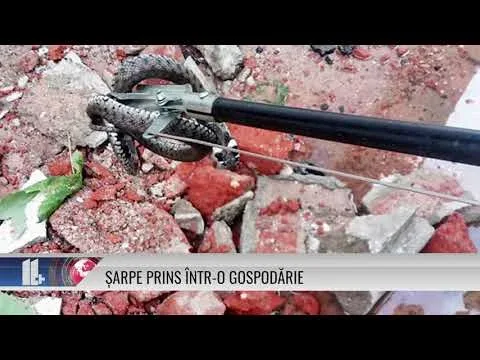 ŞARPE PRINS ÎNTR-O GOSPODĂRIE