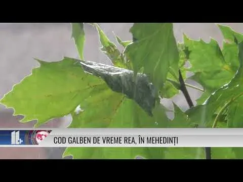 COD GALBEN DE VREME REA, ÎN MEHEDINȚI