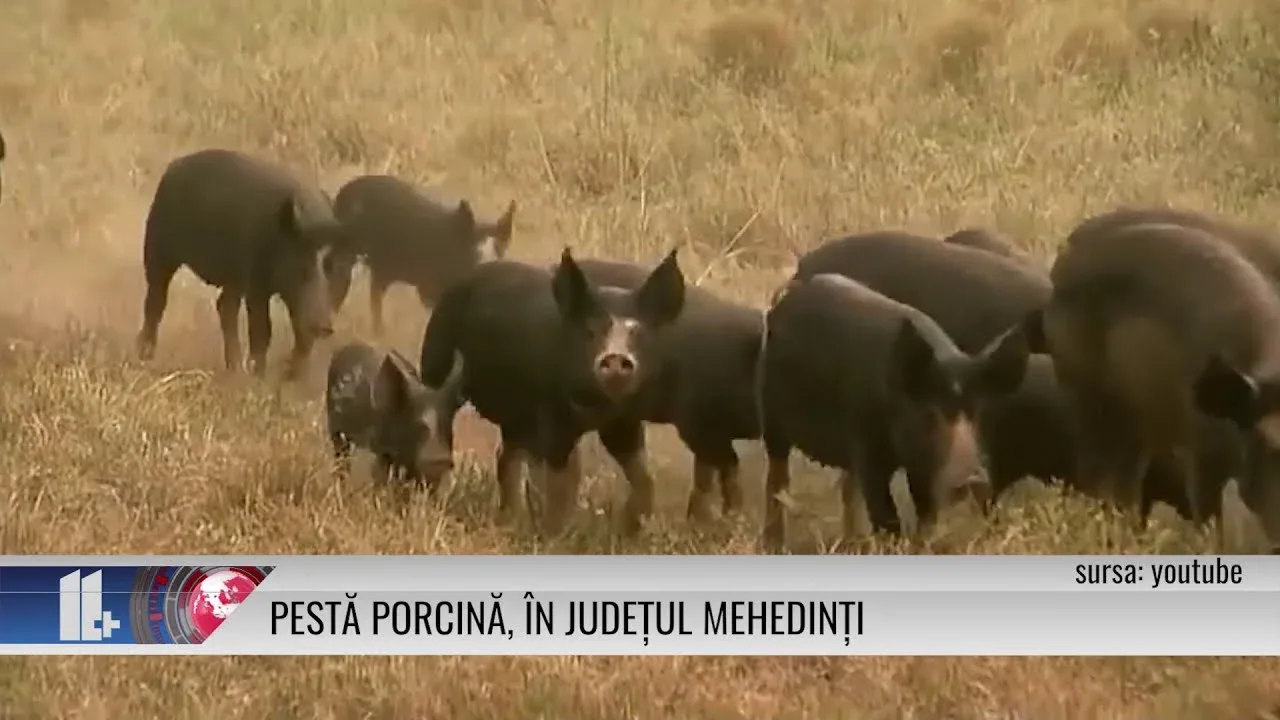 PESTĂ PORCINĂ, ÎN JUDEȚUL MEHEDINȚI