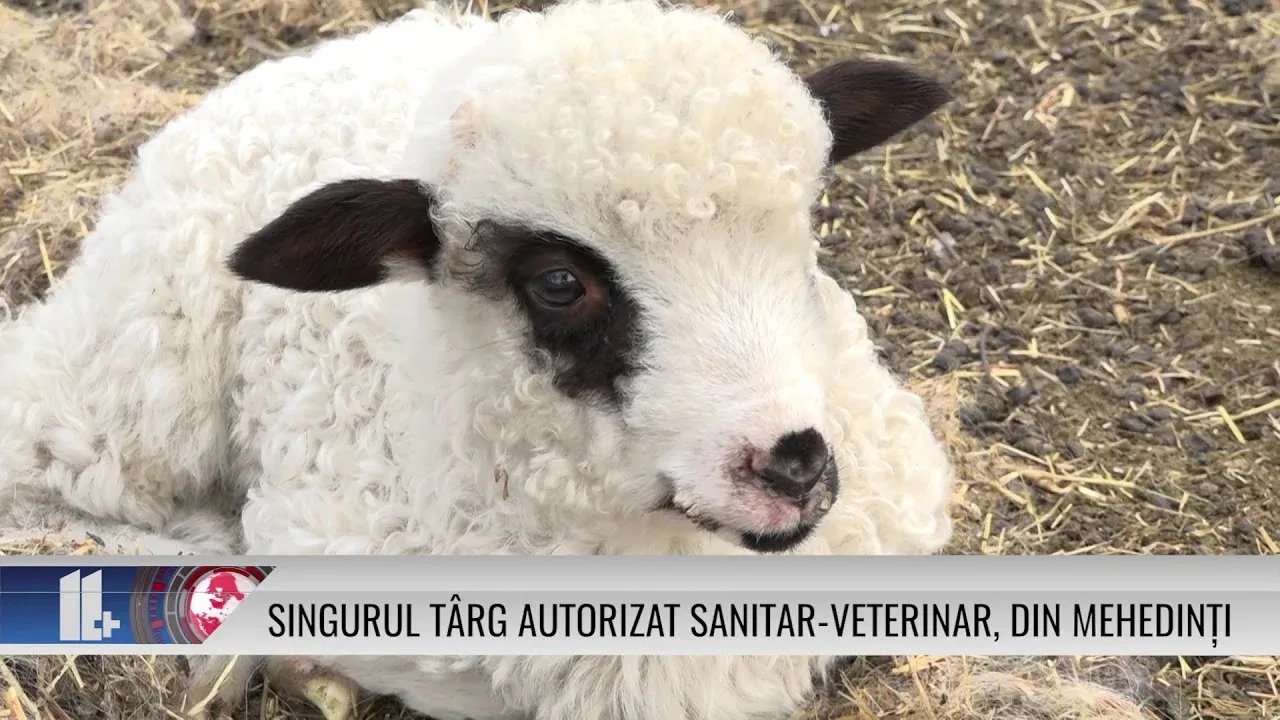 SINGURUL TÂRG AUTORIZAT SANITAR VETERINAR, DIN MEHEDINȚI