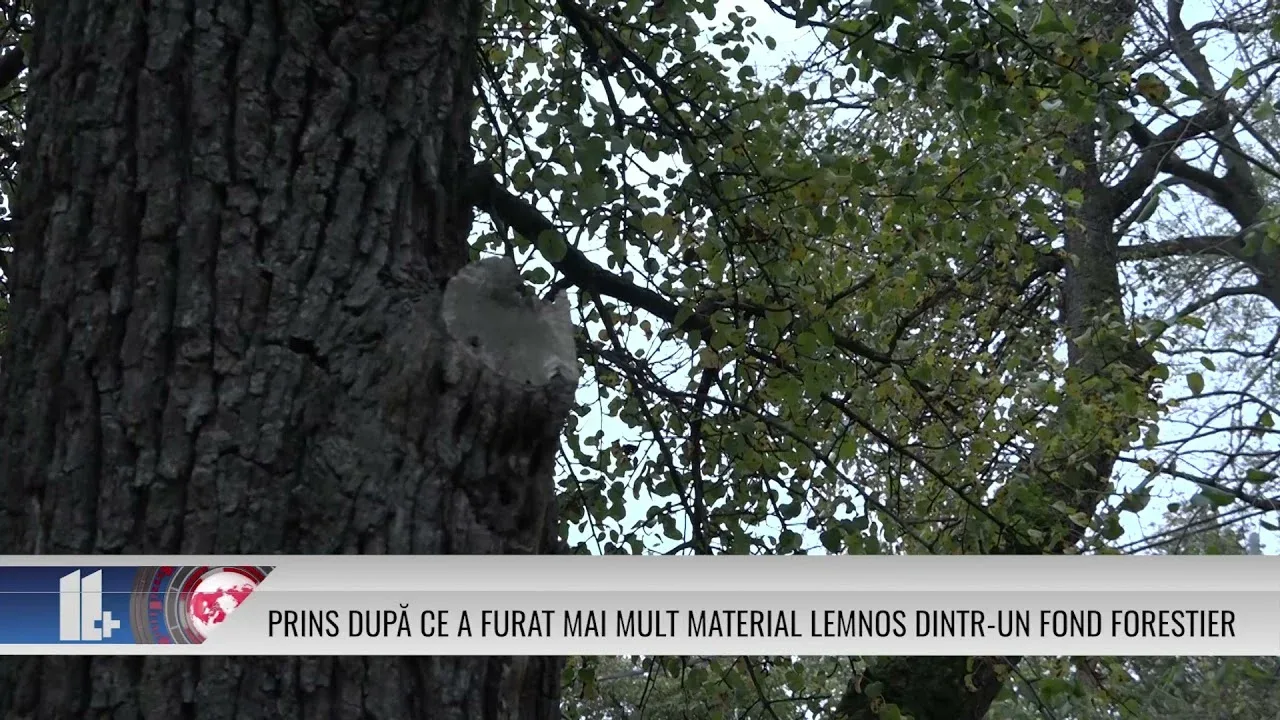 PRINS DUPĂ CE A FURAT MAI MULT MATERIAL LEMNOS DINTR UN FOND FORESTIER