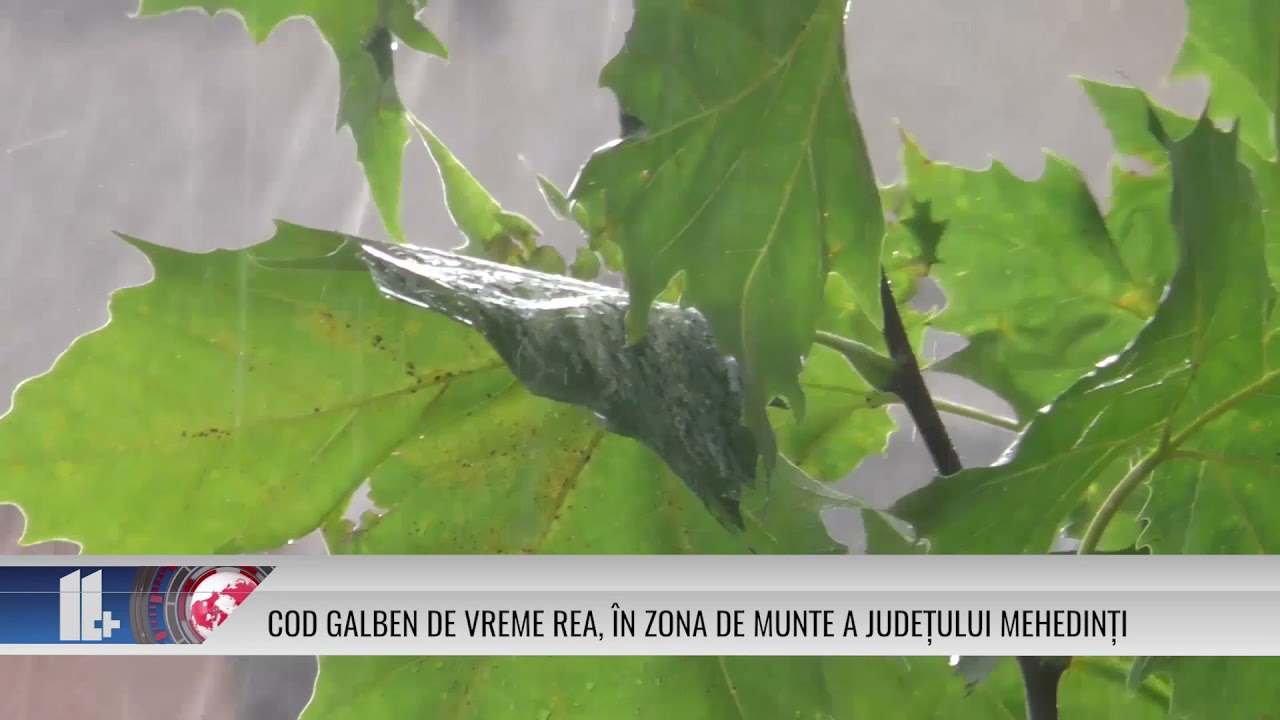 COD GALBEN DE VREME REA, ÎN ZONA DE MUNTE A JUDEȚULUI MEHEDINȚI