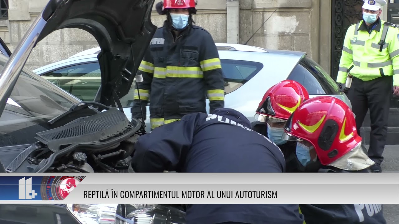 REPTILĂ ÎN COMPARTIMENTUL MOTOR AL UNUI AUTOTURISM