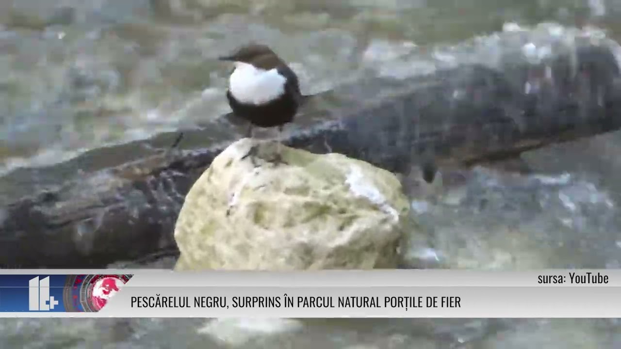 Pescărelul negru, surprins în Parcul Natural Porțile de Fier