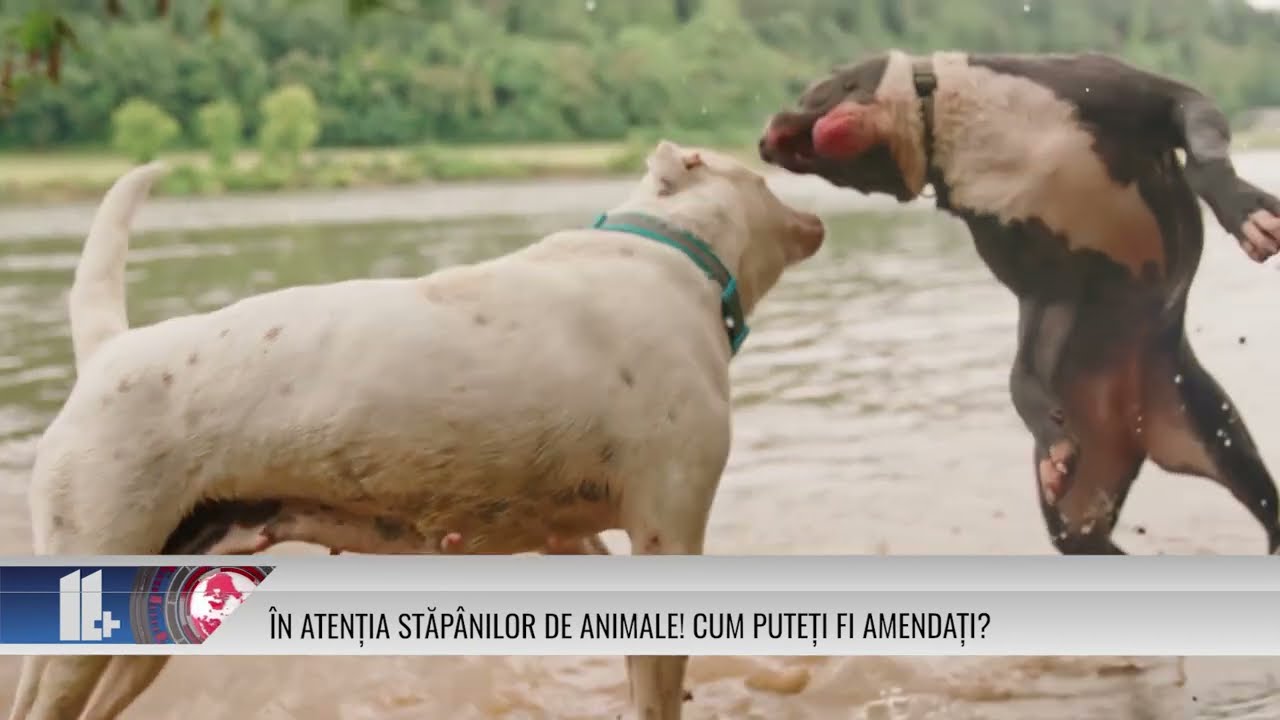 În atenția stăpânilor de animale! Cum puteți fi amendați?