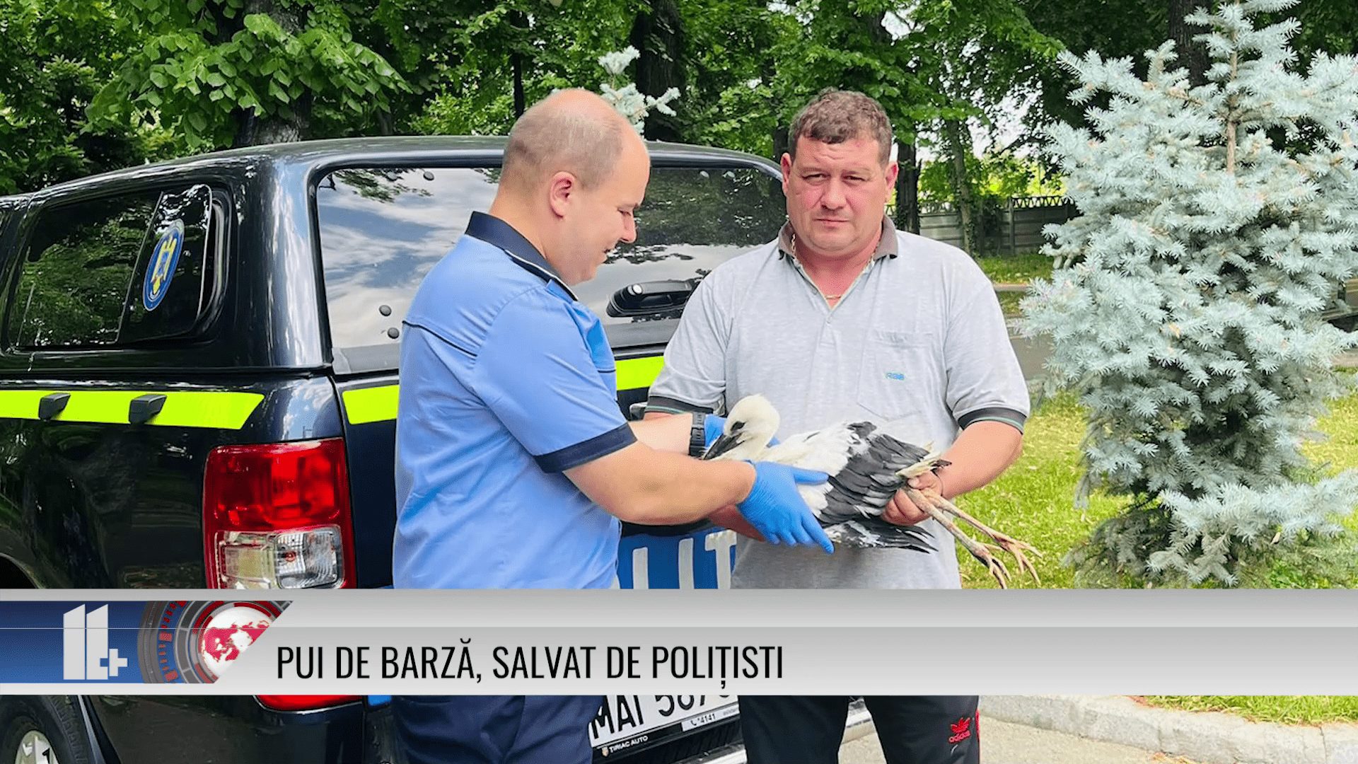 Pui de barză, salvat de polițiști