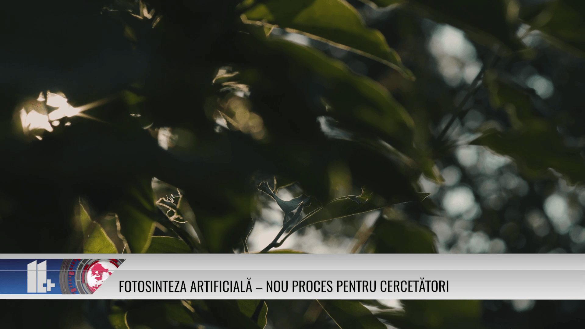 Fotosinteza artificială – nou proces pentru cercetători