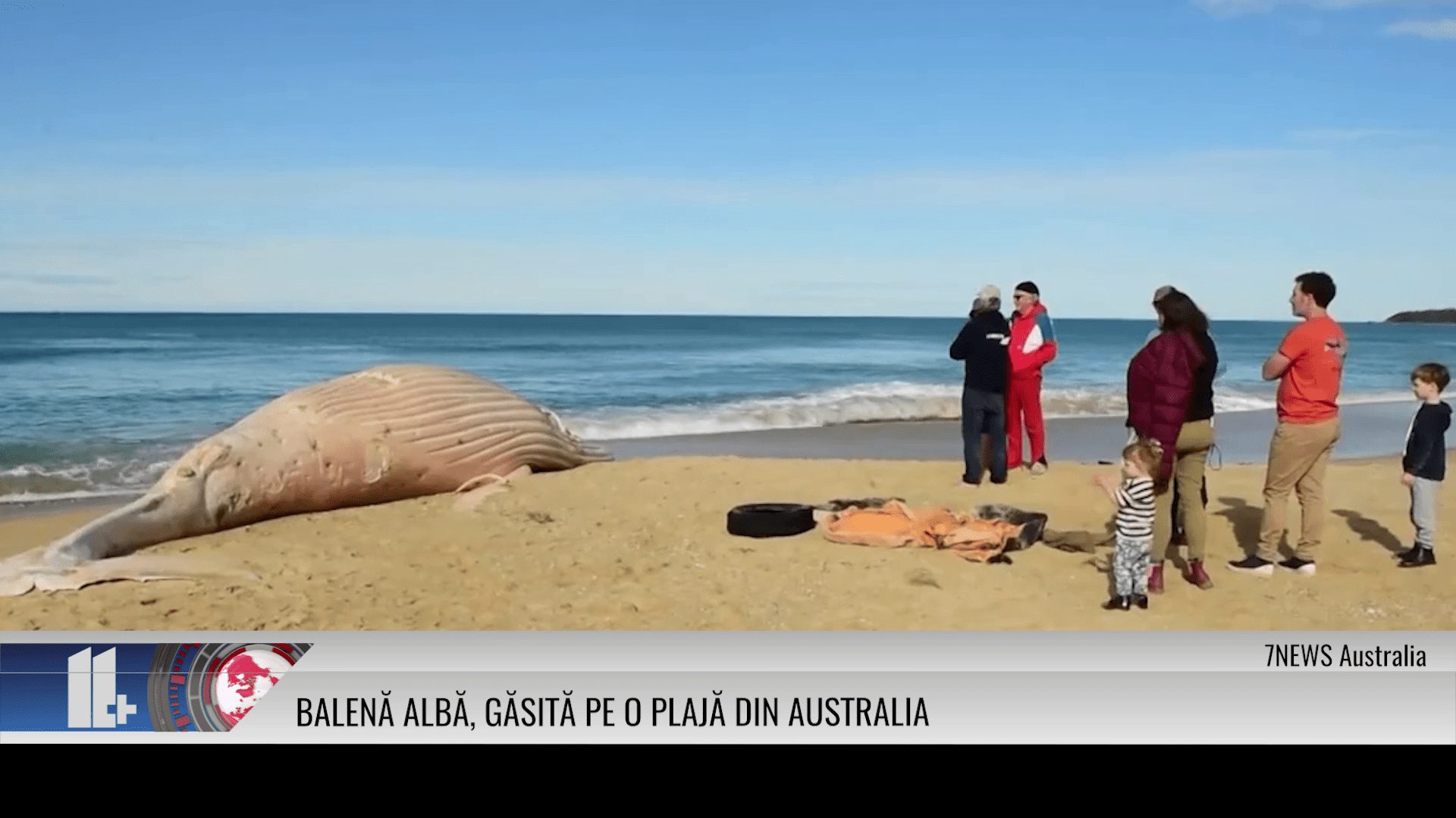 Balenă albă, găsită pe o plajă din Australia