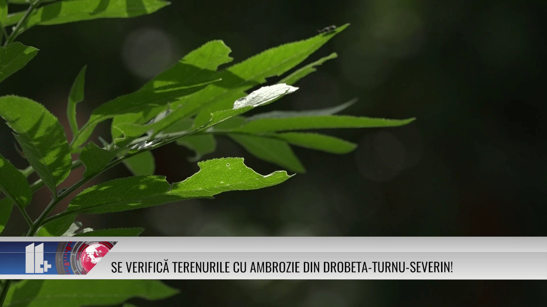 Se verifică terenurile cu ambrozie din Drobeta-Turnu-Severin!