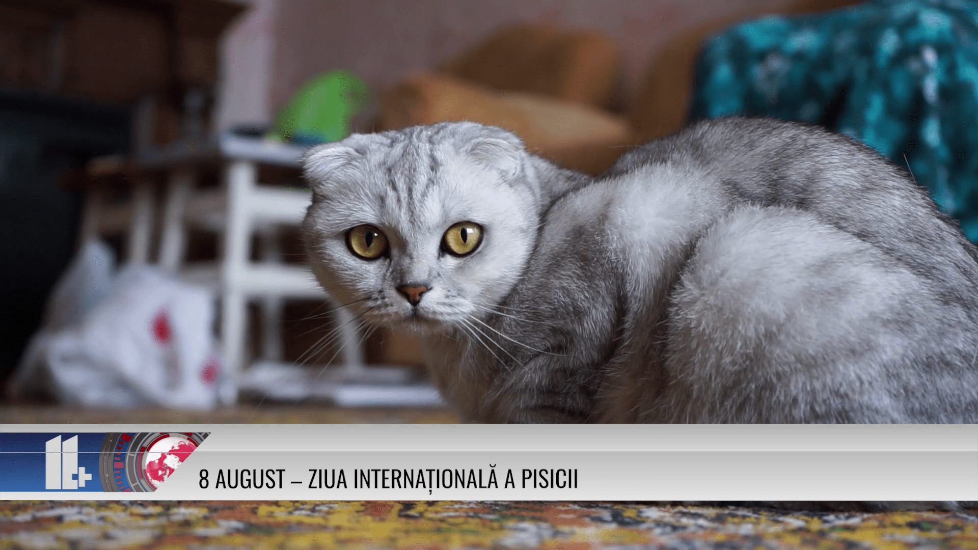 8 august – Ziua Internațională a Pisicii