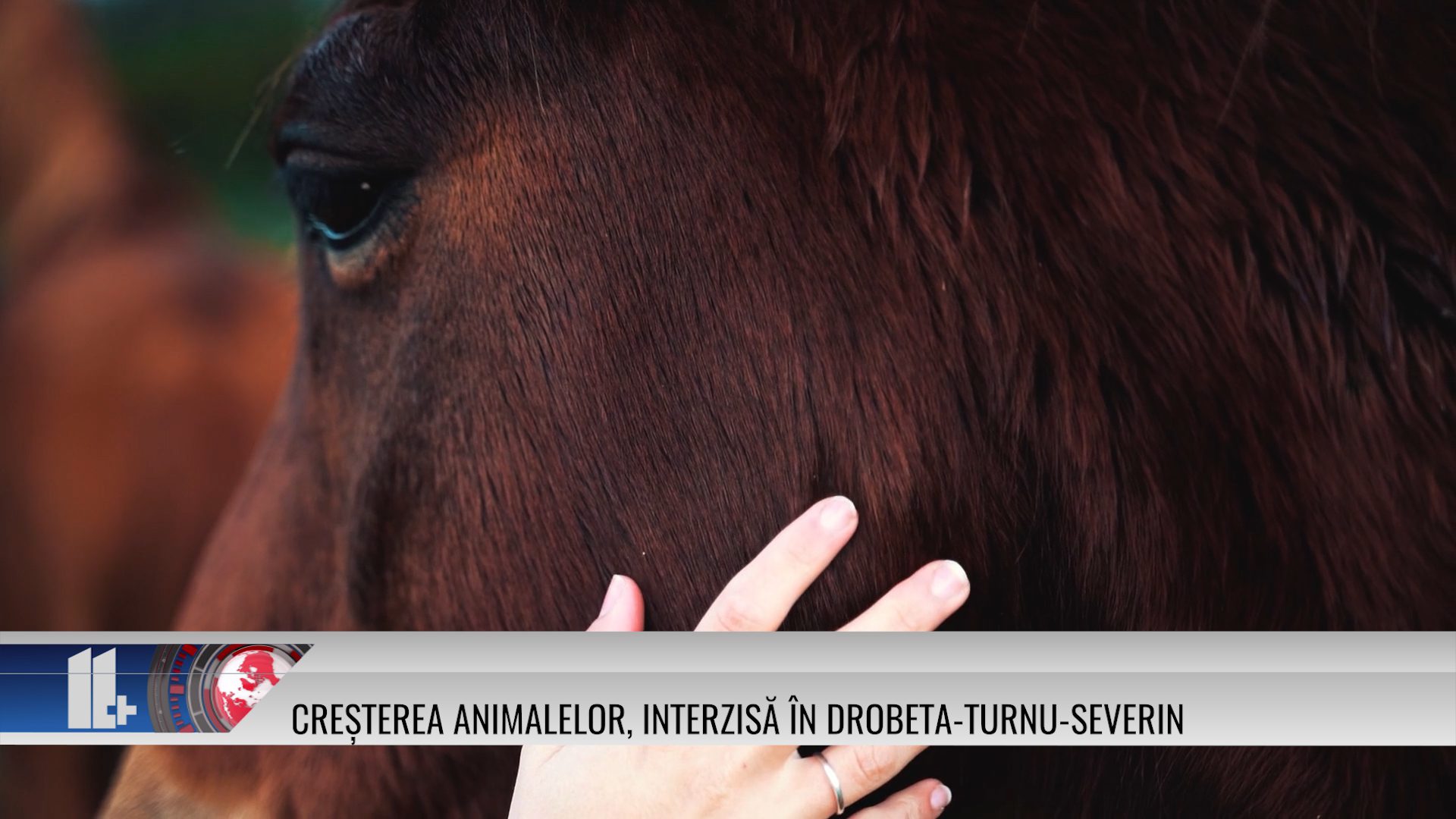 Creșterea animalelor, interzisă în Drobeta-Turnu-Severin