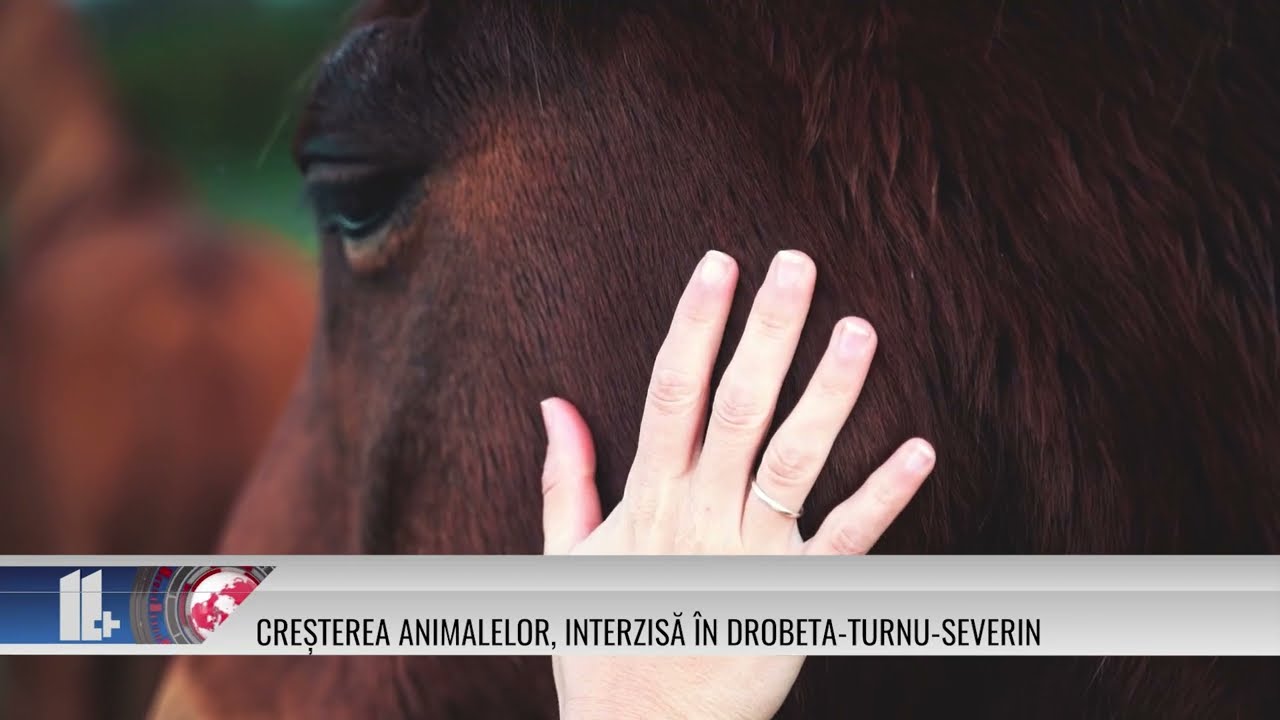 11 PLUS – Creșterea animalelor, interzisă în Drobeta-Turnu-Severin