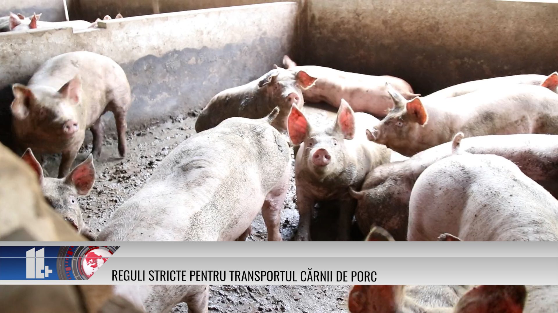 Reguli stricte pentru transportul cărnii de porc  