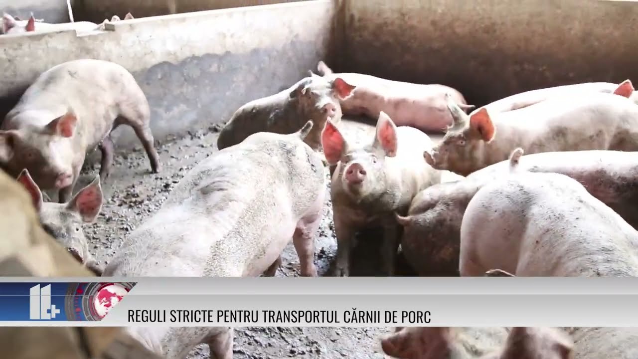 11 PLUS – Reguli stricte pentru transportul cărnii de porc