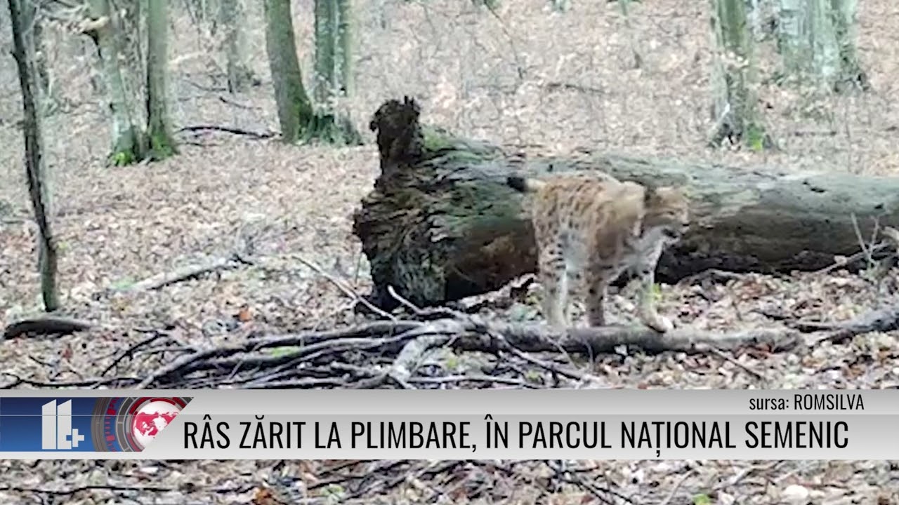 Râs zărit la plimbare, în Parcul Național Semenic