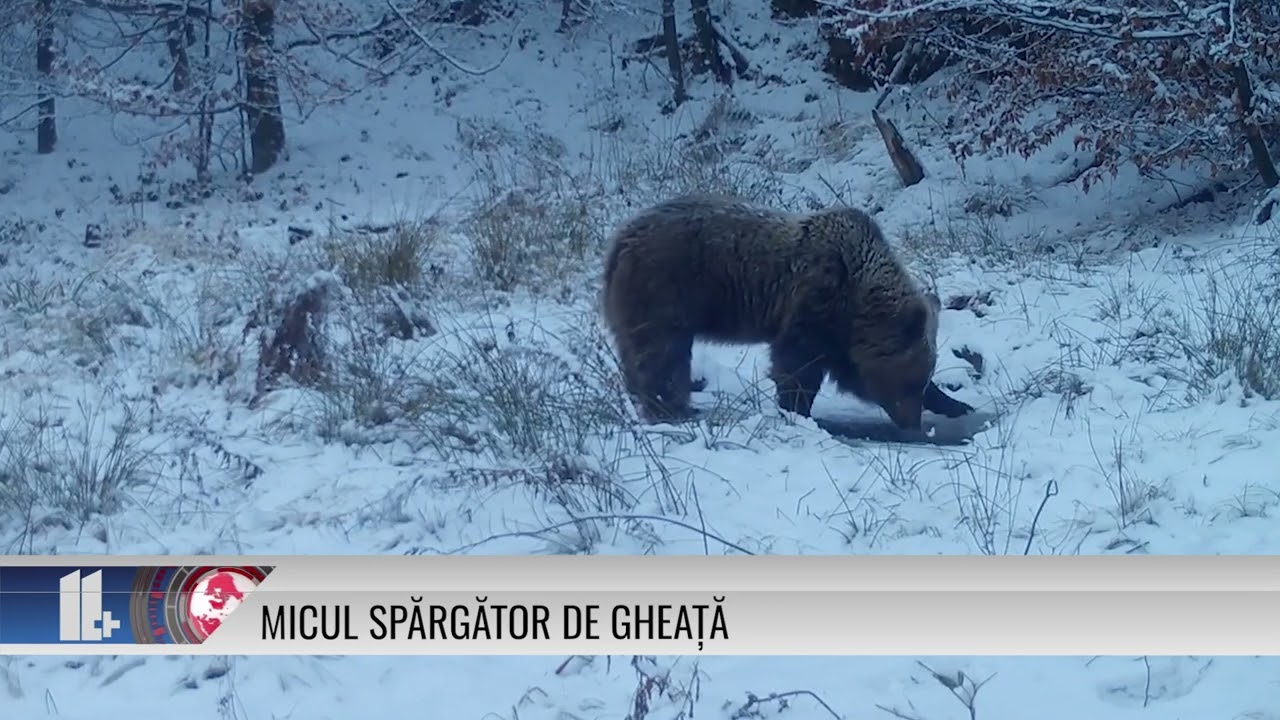 11 PLUS – Micul spărgător de gheață