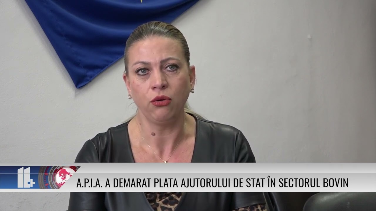 11 PLUS – A.P.I.A. a demarat plata ajutorului de stat în sectorul bovin