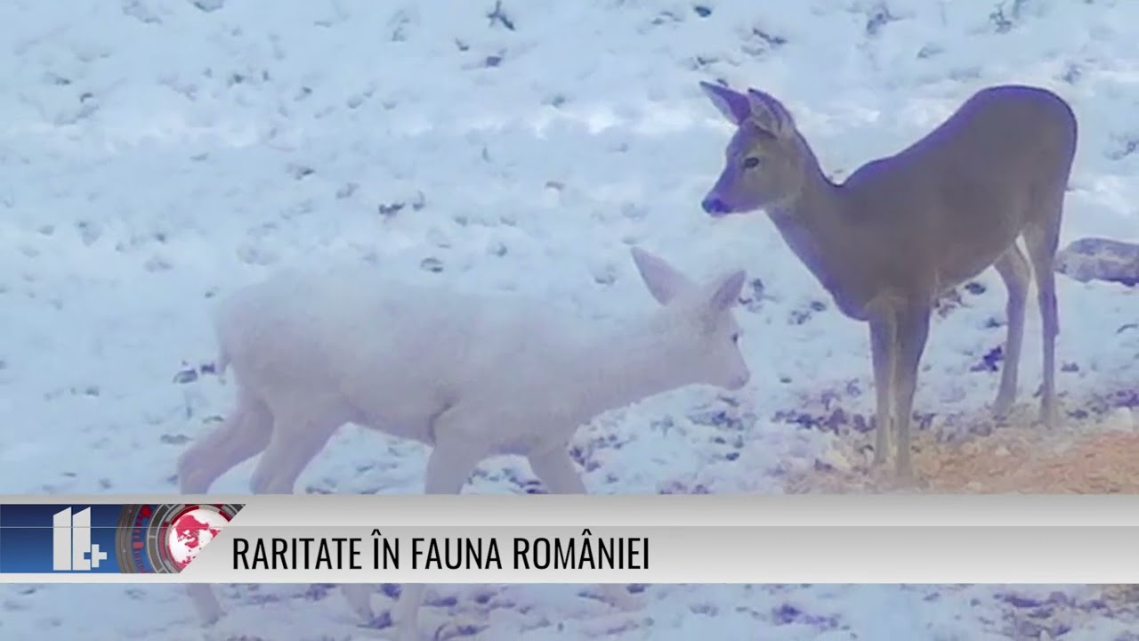 11 Plus – Raritate în Fauna României