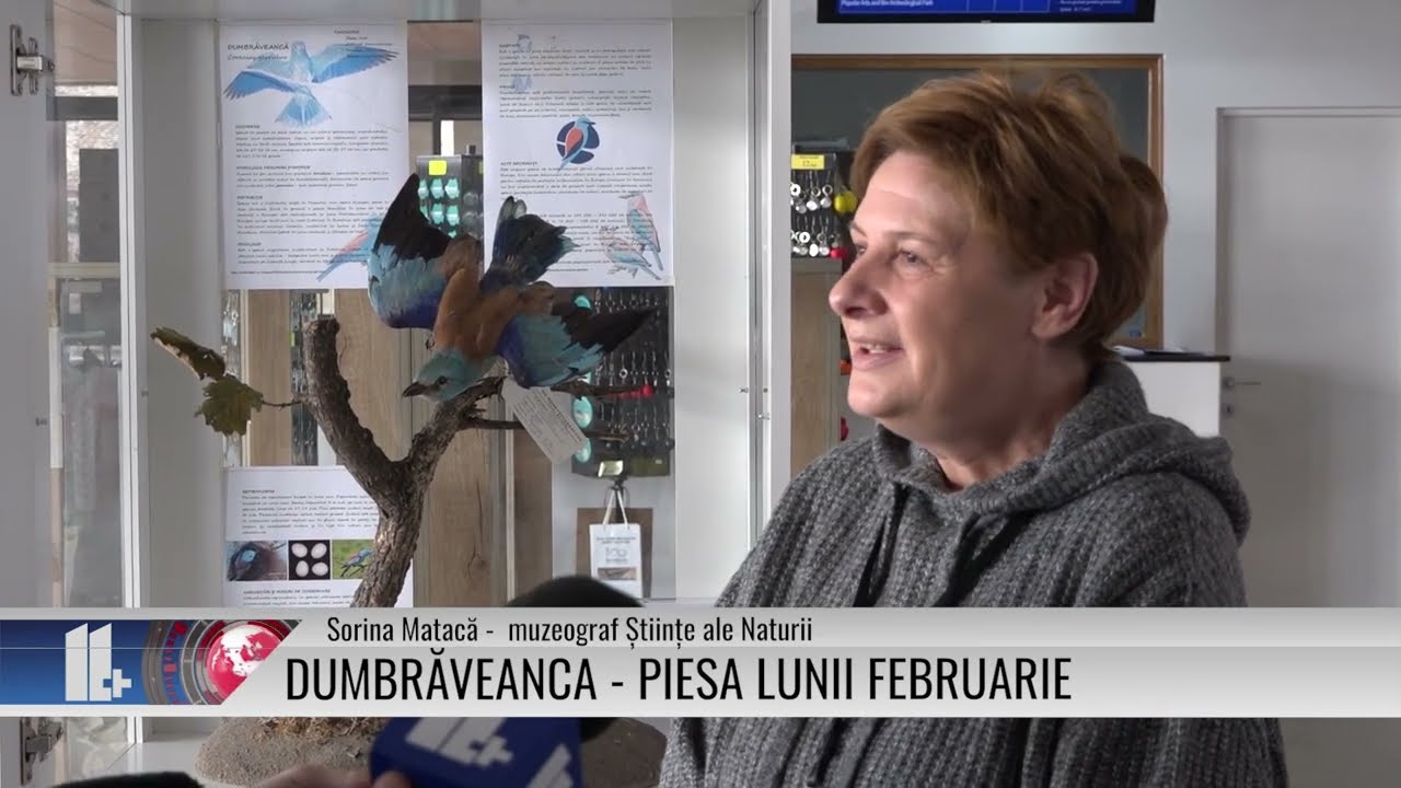 Dumbrăveanca – piesa lunii februarie, la Muzeul Regiunii Porților de Fier