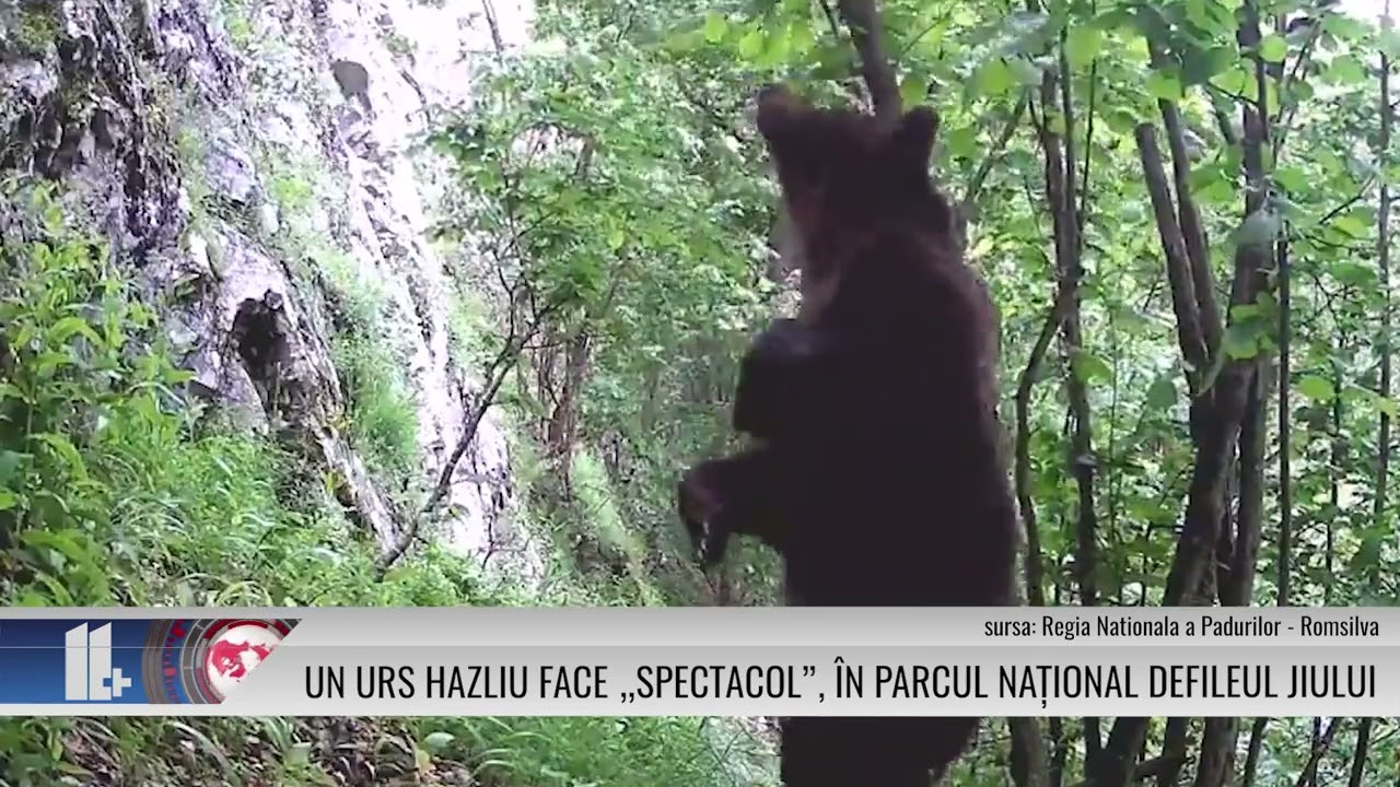 11 PLUS – Un urs hazliu face „spectacol”, în Parcul Național Defileul Jiului