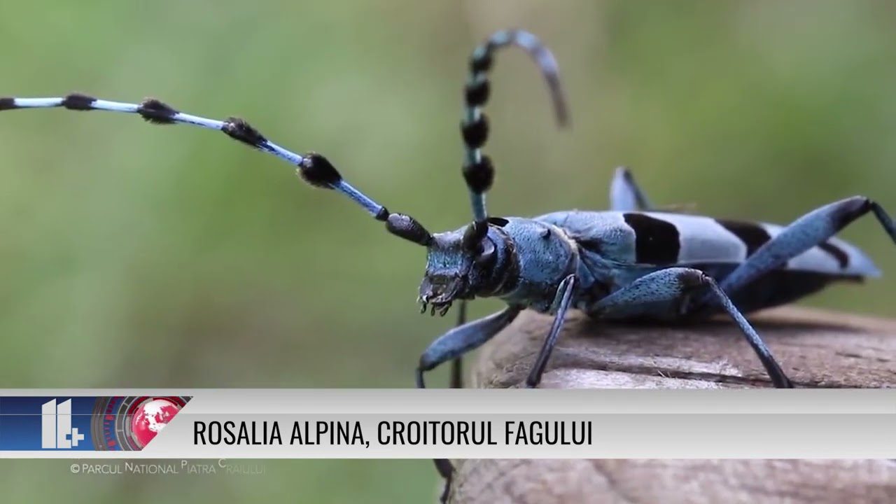 Rosalia alpina, croitorul fagului