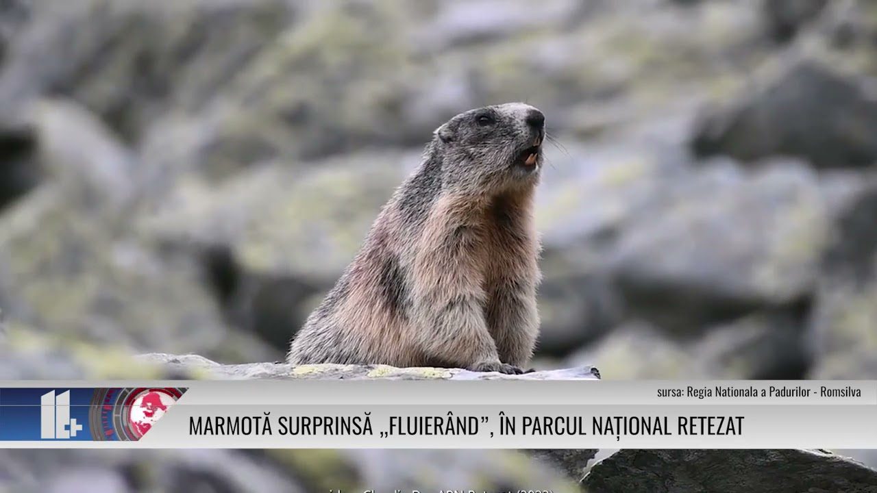 Marmotă surprinsă „fluierând”, în Parcul Național Retezat