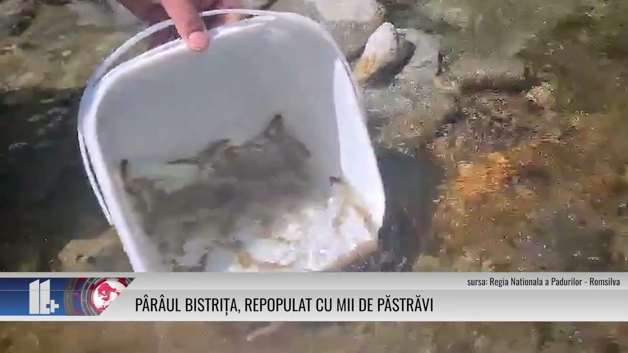 Pârâul Bistrița, repopulat cu mii de păstrăvi