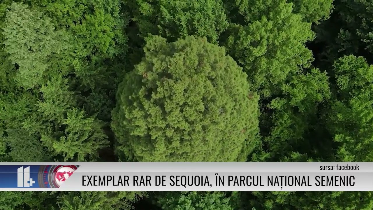 Exemplar rar de Sequoia, în Parcul Național Semenic