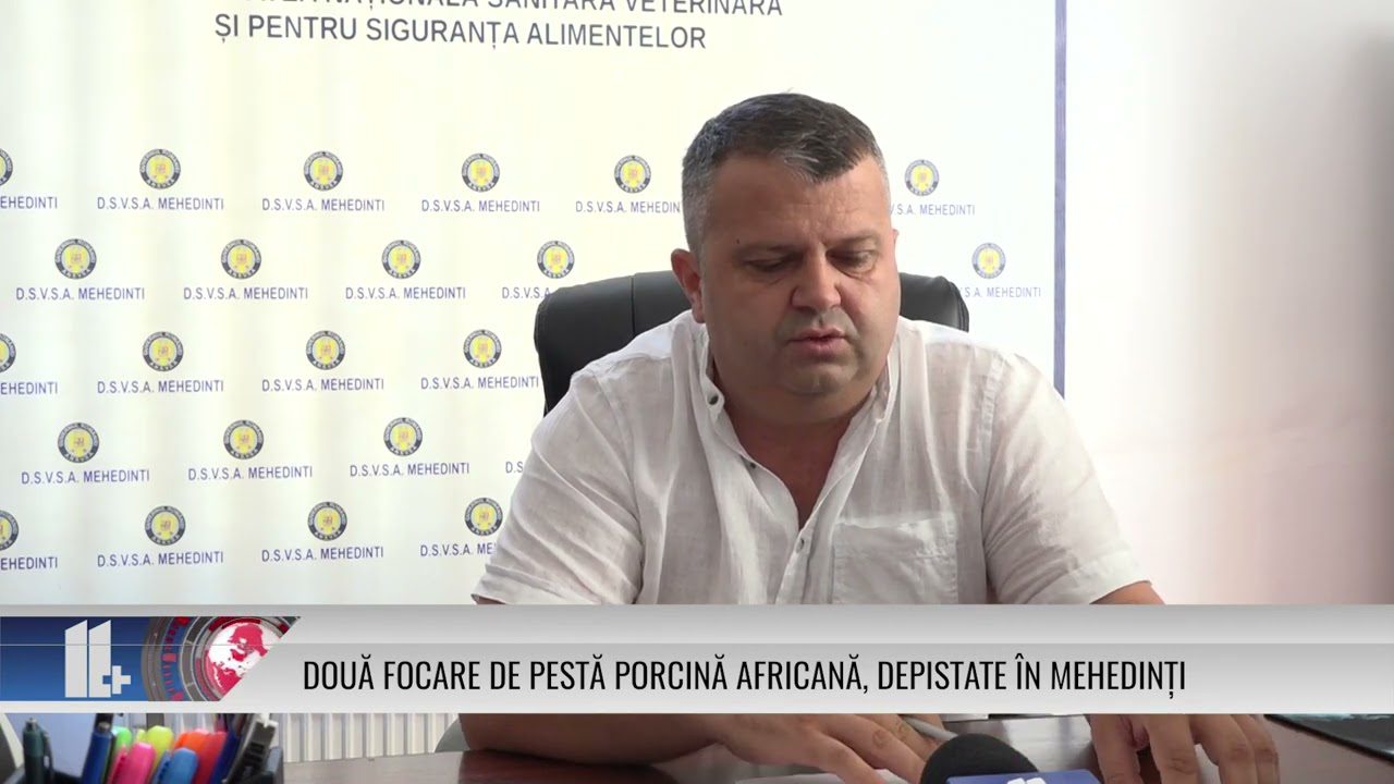 Două focare de pestă porcină africană, depistate în Mehedinți