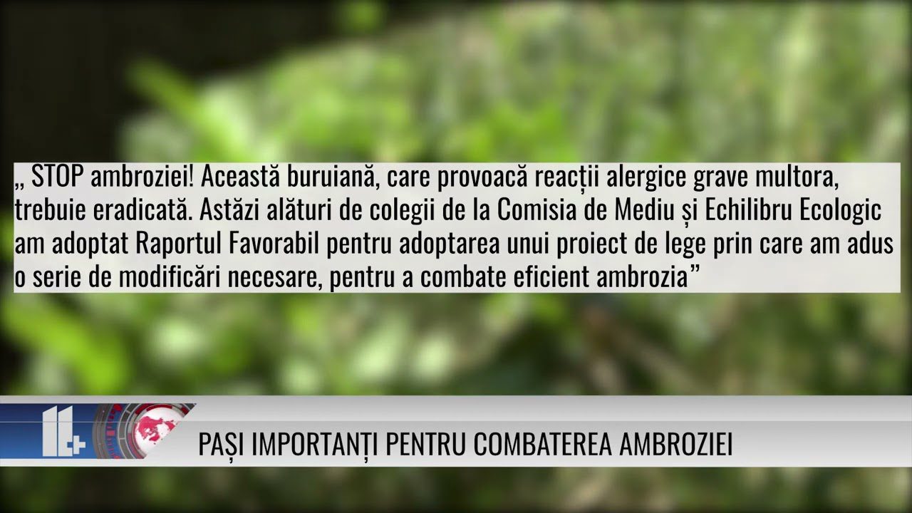 Pași importanți pentru combaterea ambroziei