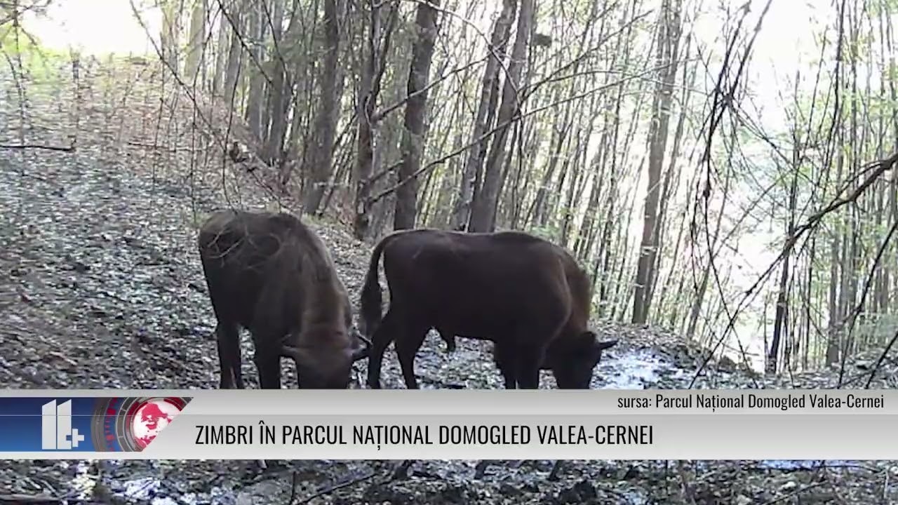 Zimbri, în Parcul Național Domogled Valea Cernei