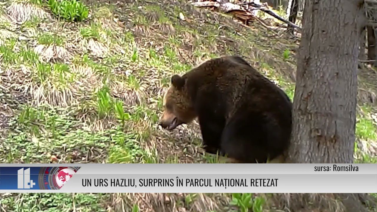 Un urs hazliu, surprins în Parcul Național Retezat