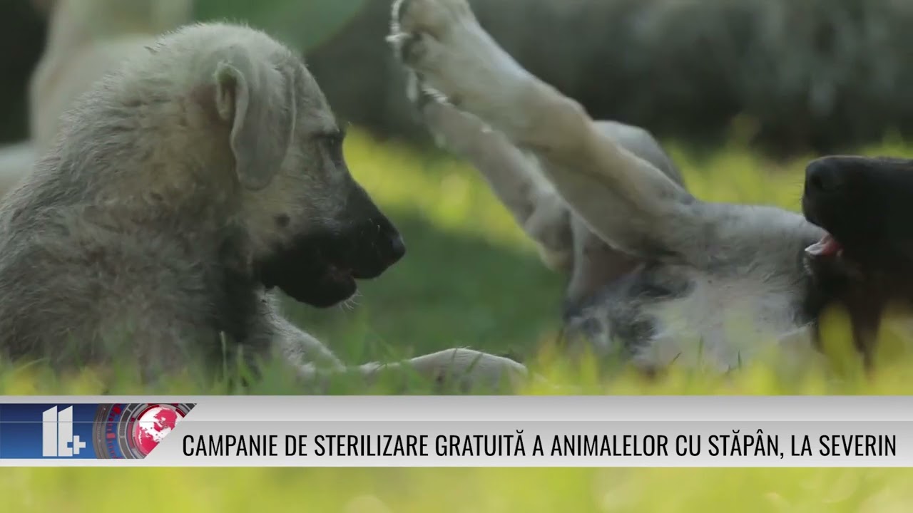 Campanie de sterilizare gratuită a câinilor și pisicilor cu stăpân, la Severin