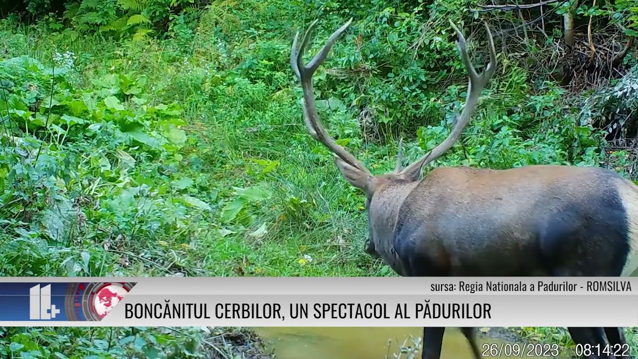 Boncănitul cerbilor, un spectacol al pădurilor