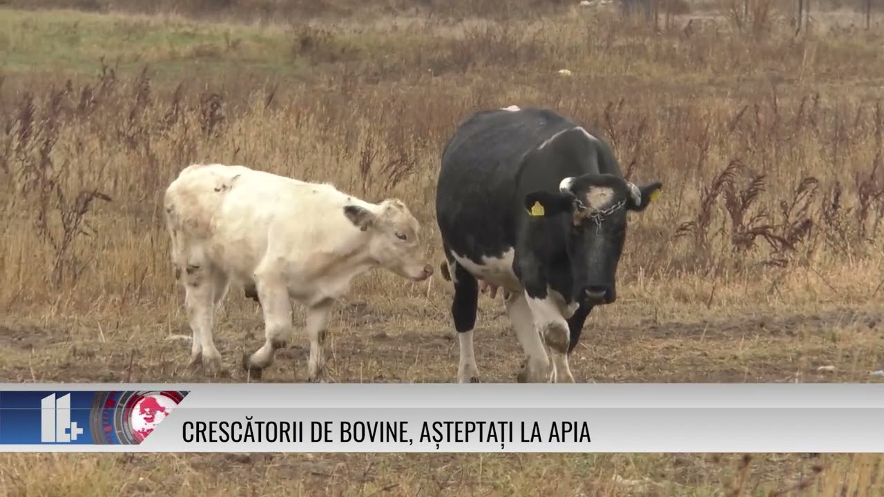 Crescătorii de bovine, așteptați la APIA