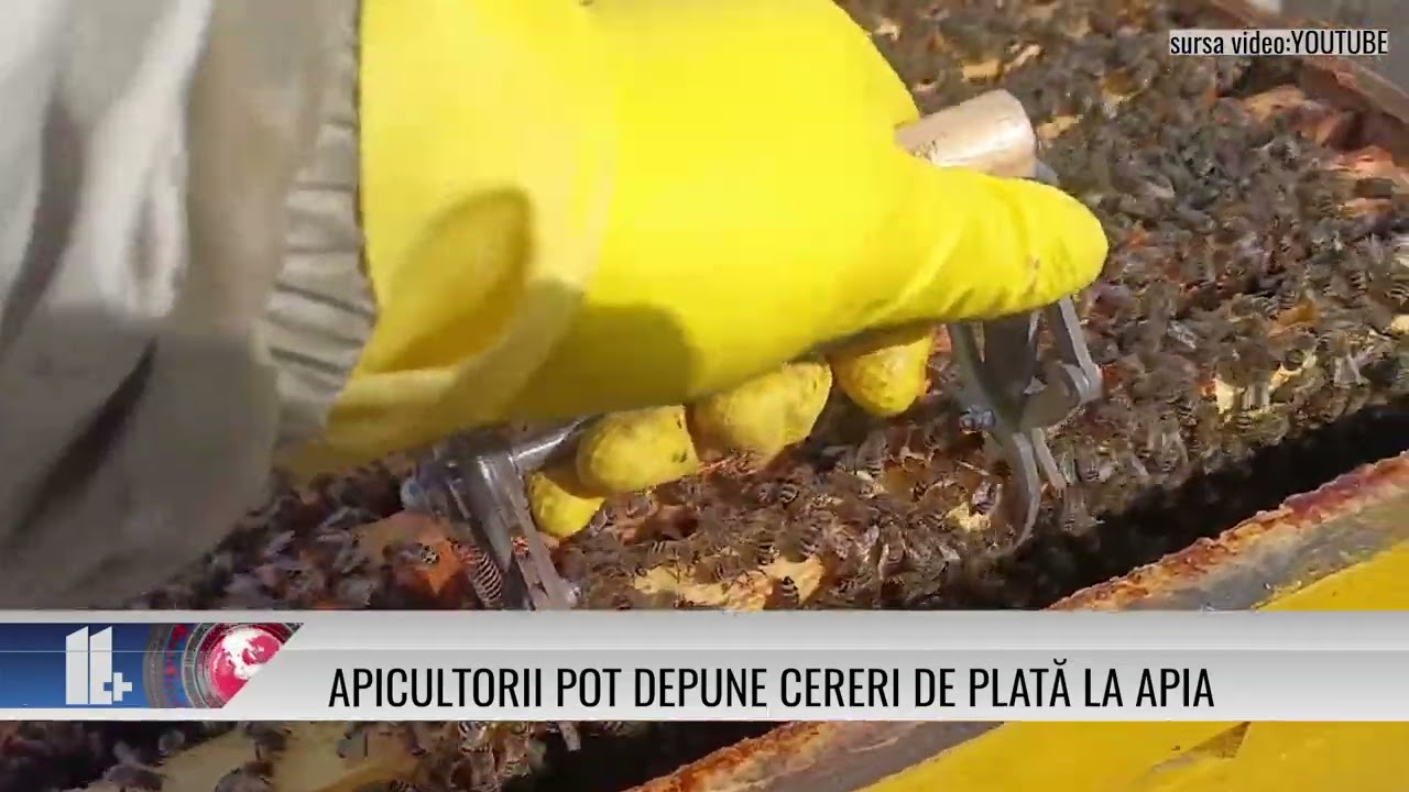 Apicultorii pot depune cereri de plată la APIA