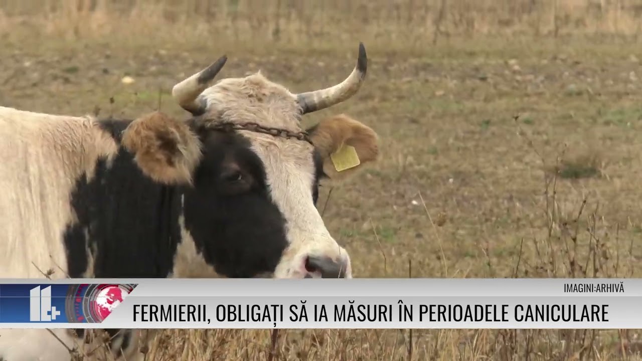 Fermierii, obligați să ia măsuri în perioadele caniculare