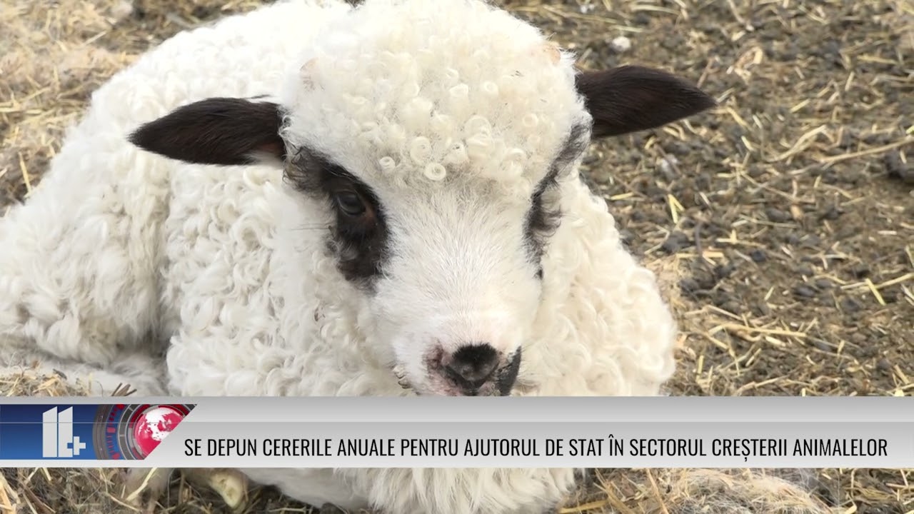 Se depun cererile anuale pentru ajutorul de stat în sectorul creșterii animalelor!