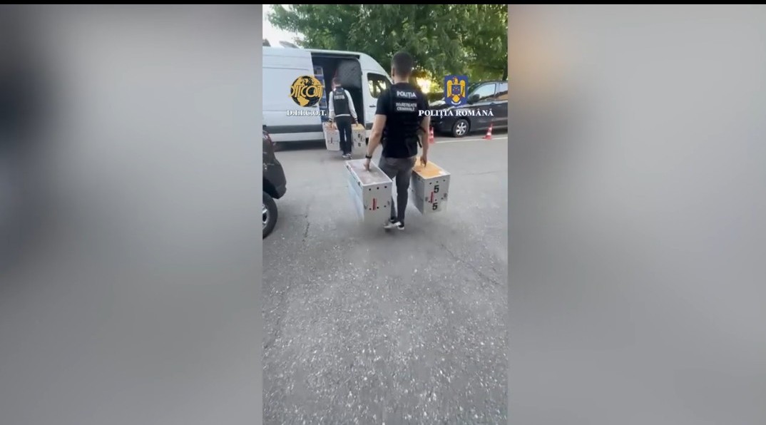 69 de porumbei au fost trimiși în Belgia! Prejudiciul, creat de cei patru români, este de milioane de euro!